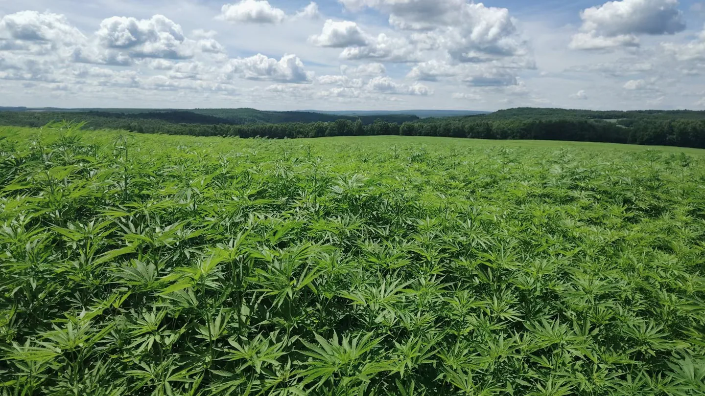 Fields we operate in Sunwu