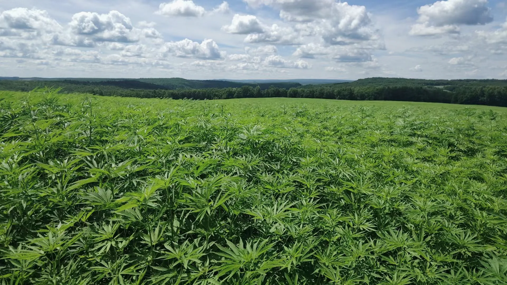 Hemp fields in Sunwu